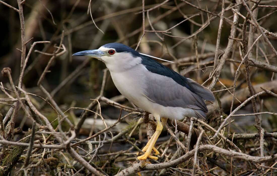 Birdwatching tour in Kopacki rit, Baranja